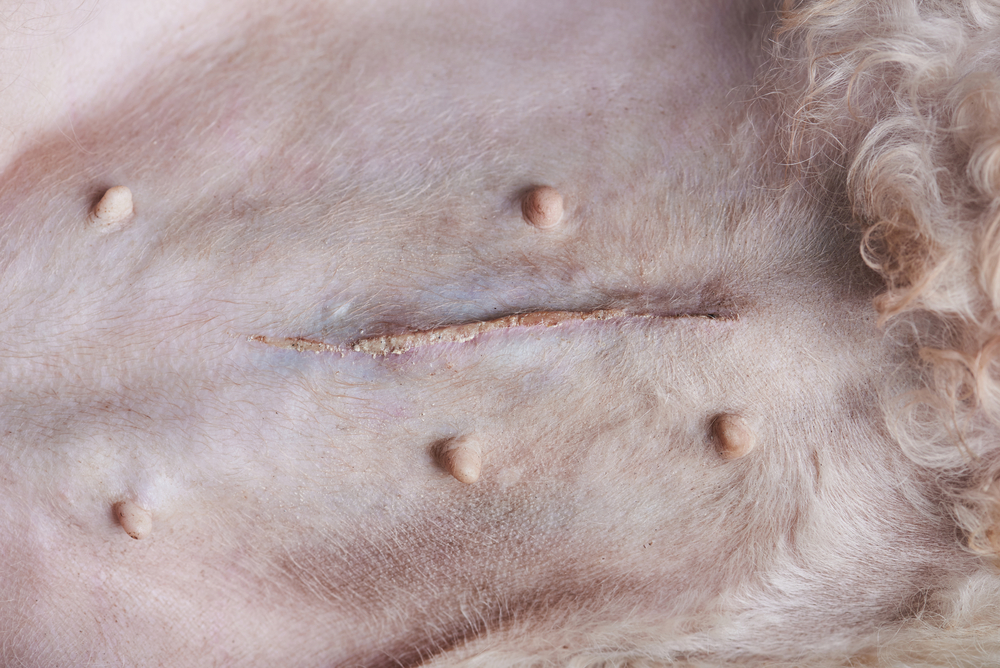 wound scar on dog belly