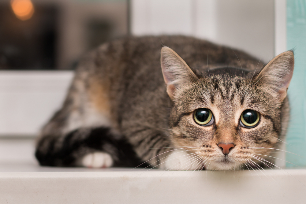 Tremors in Cats: Our Vet Discusses Indicators, Causes & Therapy