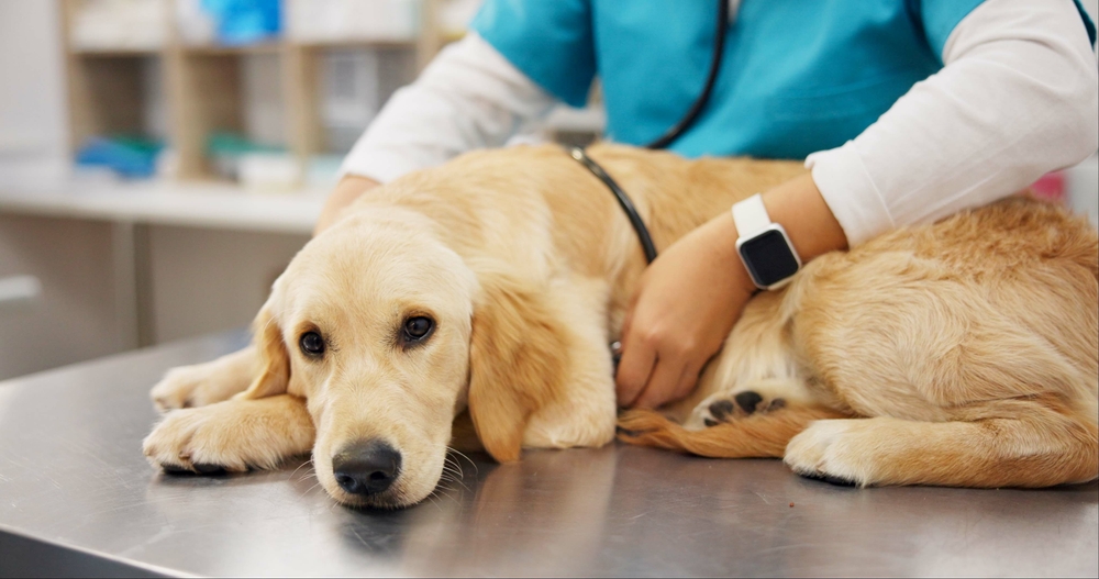 vet examining dog in the clinic