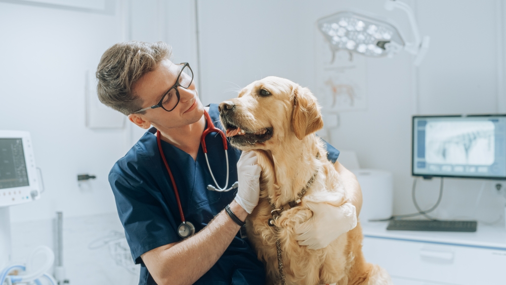 What Is the Exterior Extraction Methodology (XXT) & Why It Could Save Your Canine’s Life – Dogster