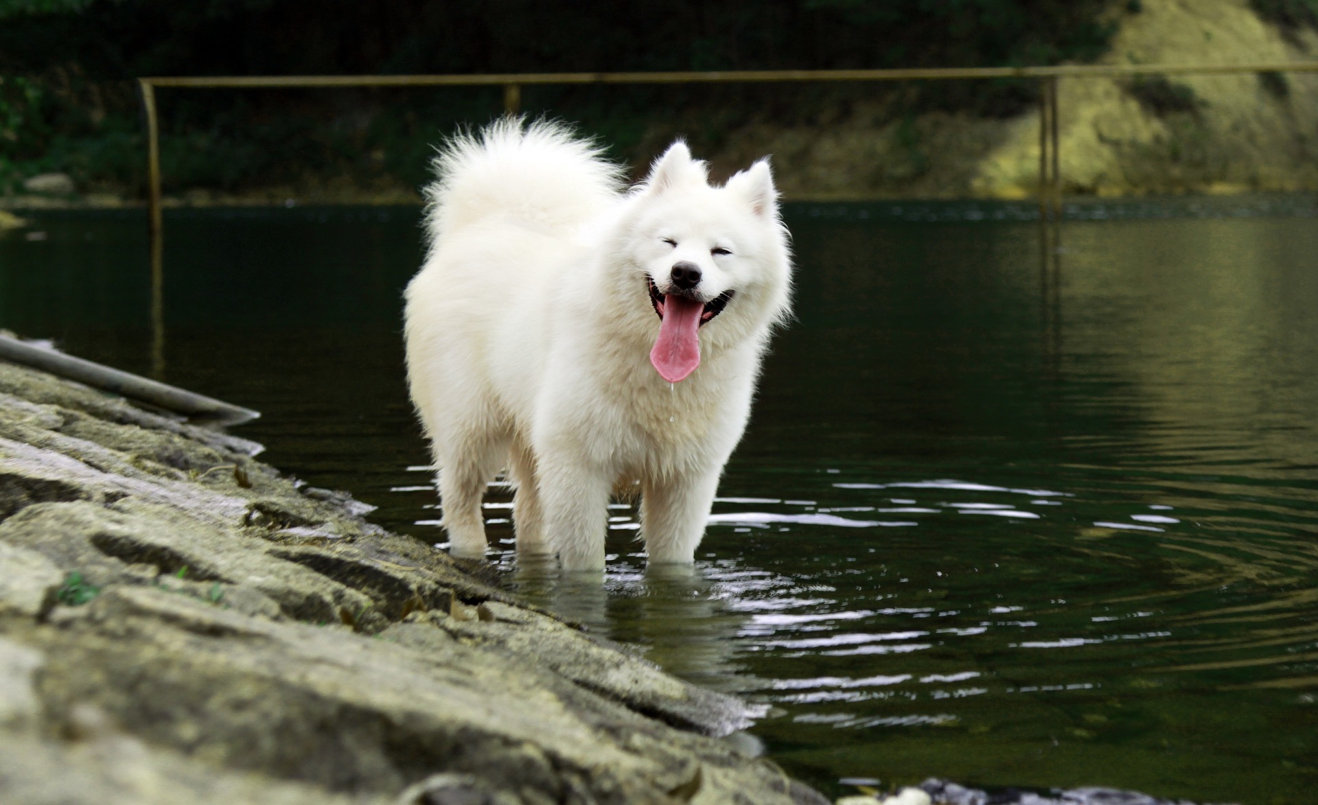 white samoyed on riverside