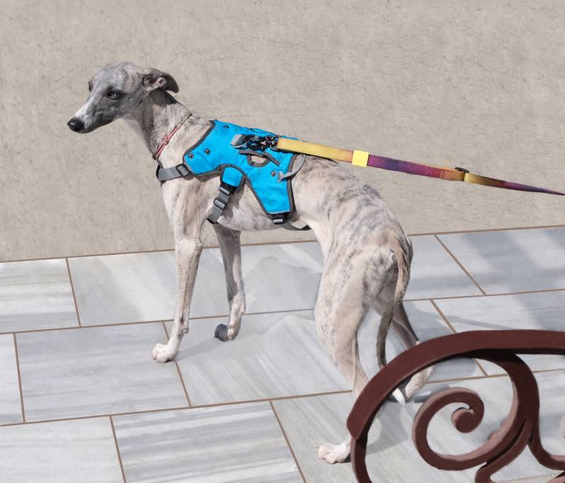 grey whippet dog on a leash