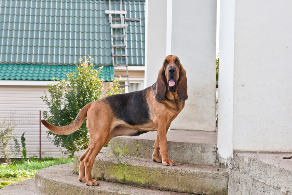 bloodhound standing on a porch