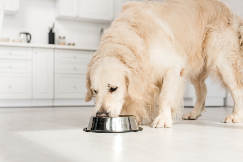 golden retriever eating dog food from metal bowl