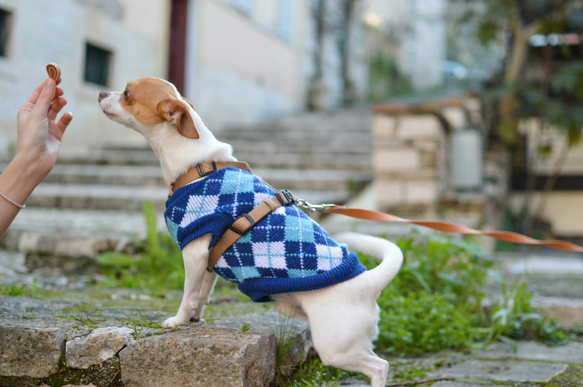 brown and white chihuahua dog in blue vest given treats 