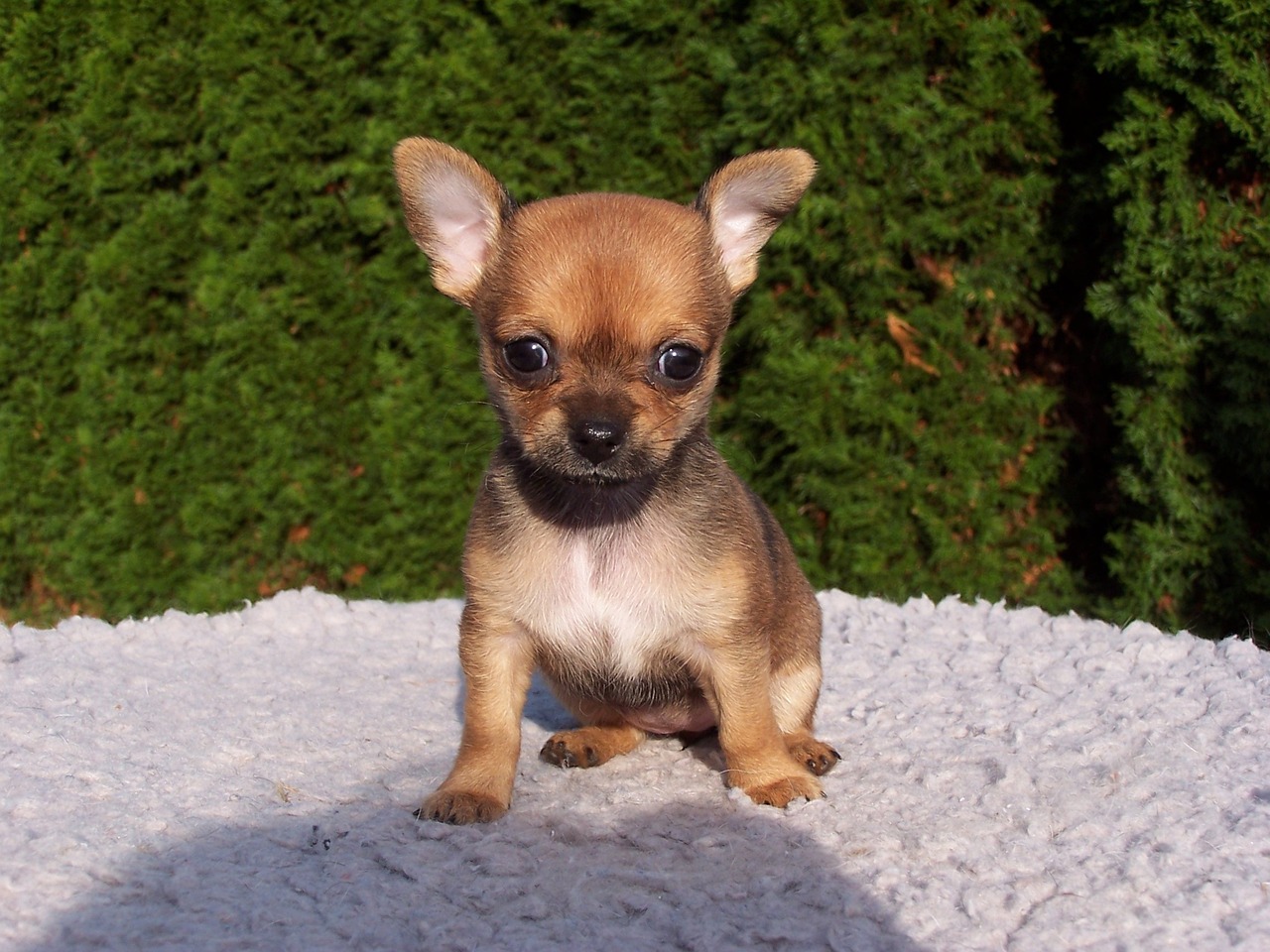 chihuahua puppy