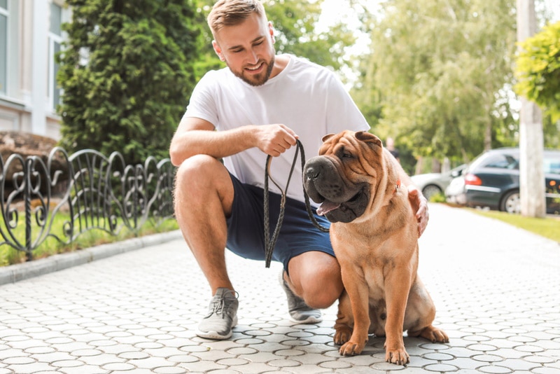 sharpei dog training