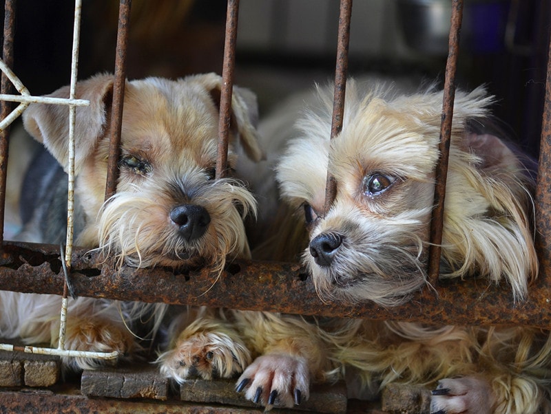 Puppy Mill Dog Cage