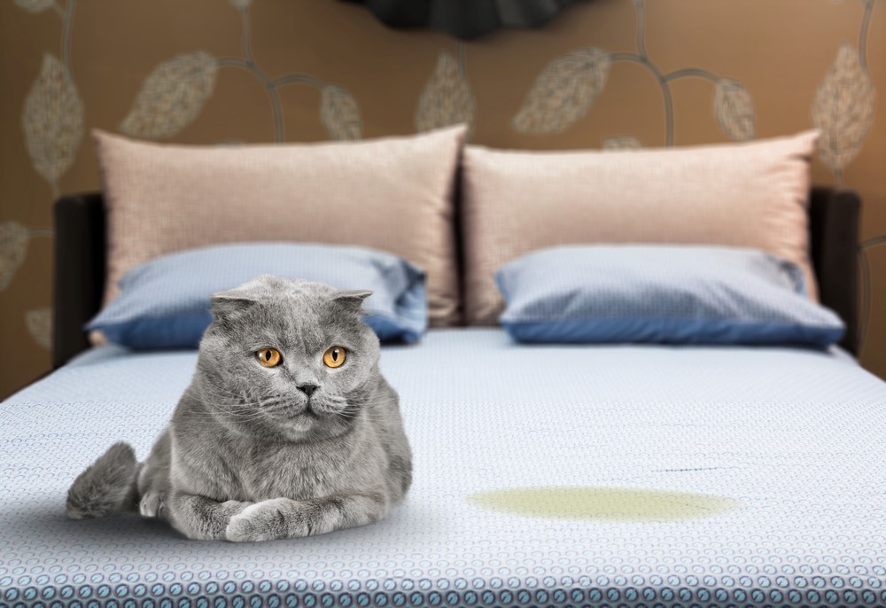 Study to Cease My Cat From Peeing on My Mattress: 8 Vet-Verified Concepts & Methods