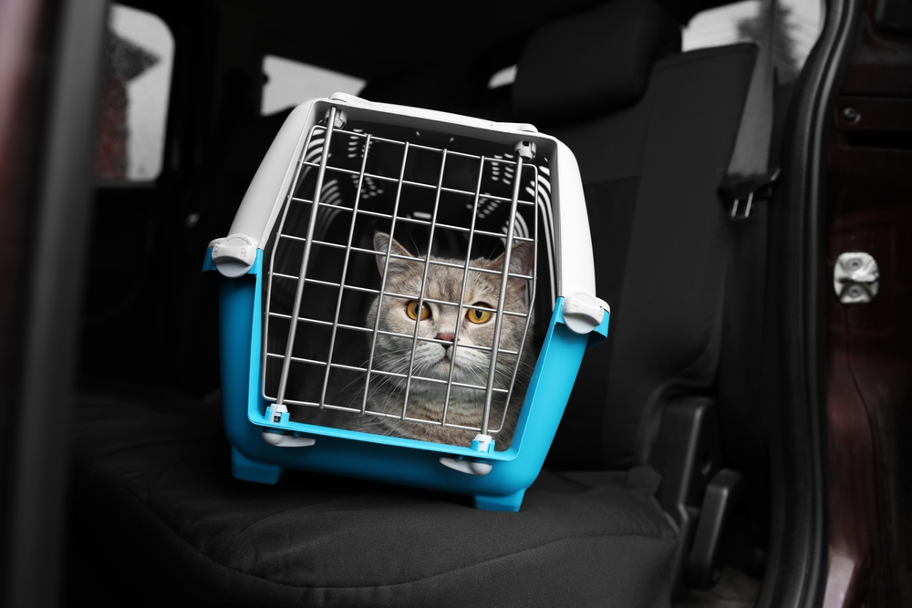 Can Cats Get Automobile Sick? Vet-Verified Information & Information