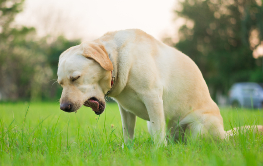 labrador retriever dog coughing in the park