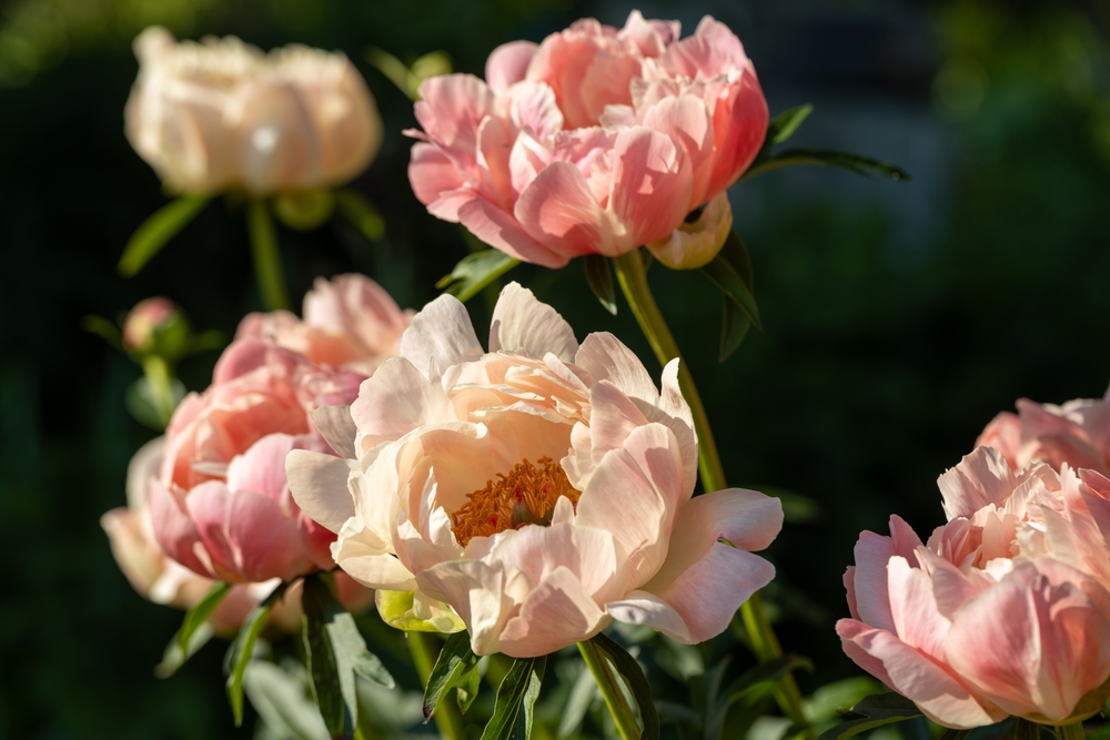 Are Peonies Toxic to Canines? Vet-Verified Data, Information & Poison Help – Dogster