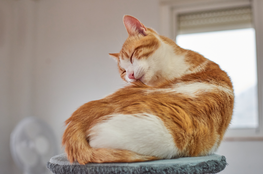 tabby cat grooming itself on a cat tree