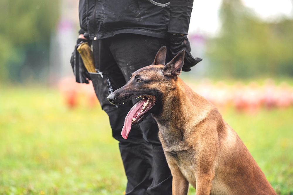 Why Are Police Canines Known as K9? Historic previous & Data – Dogster