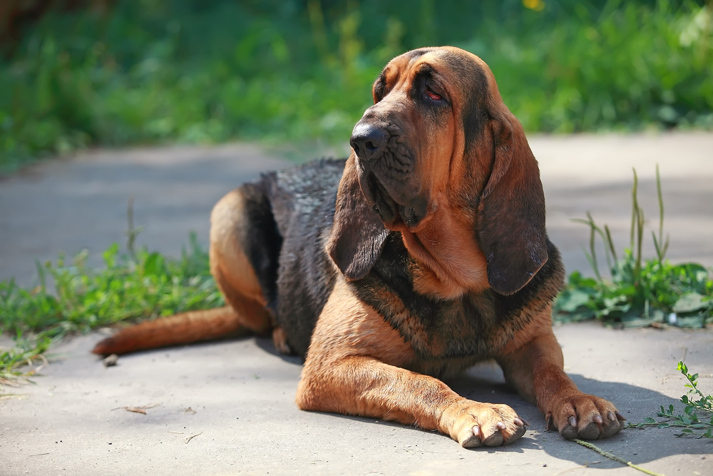 9 Most interesting Canine Treats for Delicate Stomachs – Vetstreet