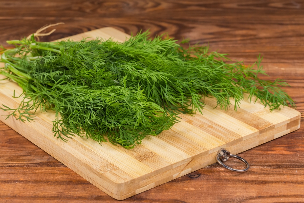 Can Canines Eat Dill? Vet-Verified Weight loss plan Particulars & Preparation Ideas – Dogster