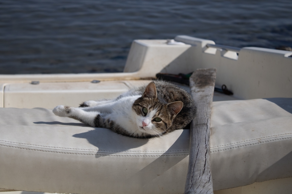 Do Cats Get Seasick? Vet-Reviewed Knowledge & Knowledge