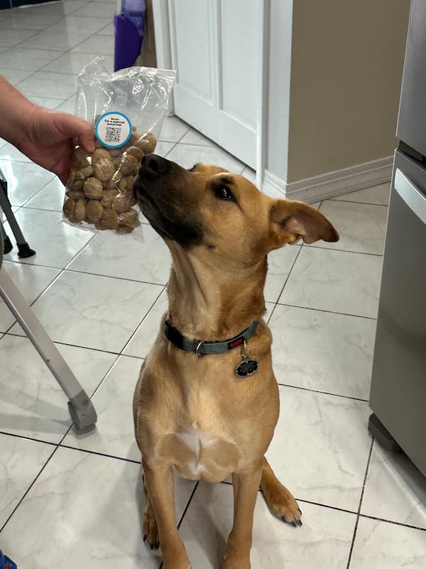 Dog sniffs bag of Bark treats