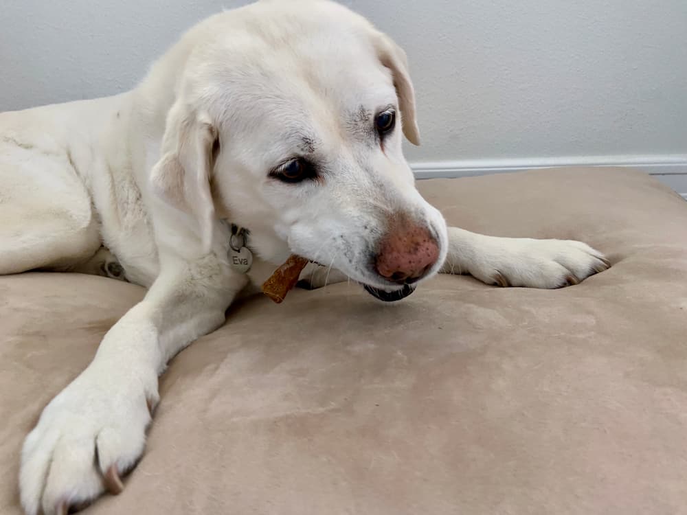 Eva the Yellow Lab enjoys a Zesty Paws dental bone