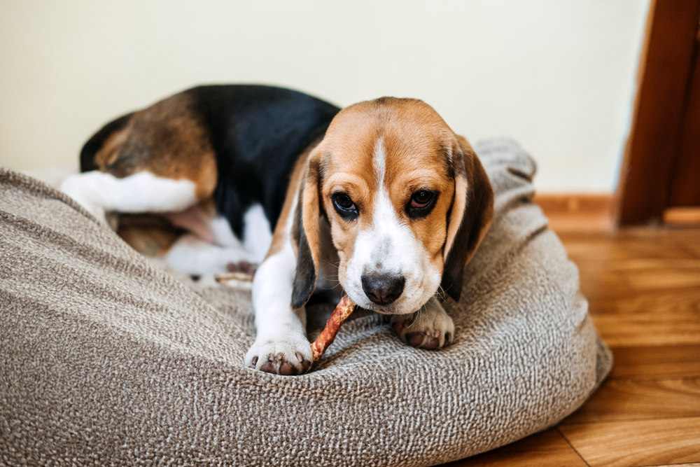 Bully Sticks for Canines: Protected and Sturdy Chewing Picks – Vetstreet